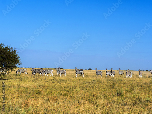 Damara zebra herd, Equus burchelli antiquorum, in tall grass in Makgadikgadi National Park, Botswana