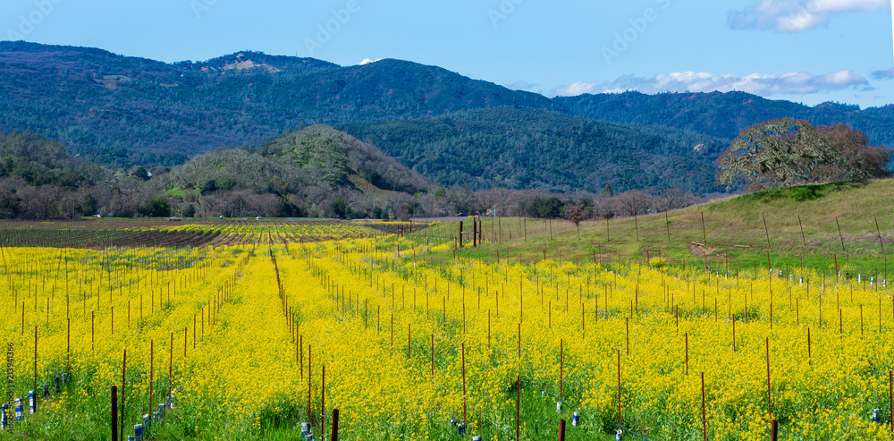 Open field of yellow mustard green with hills in farm land