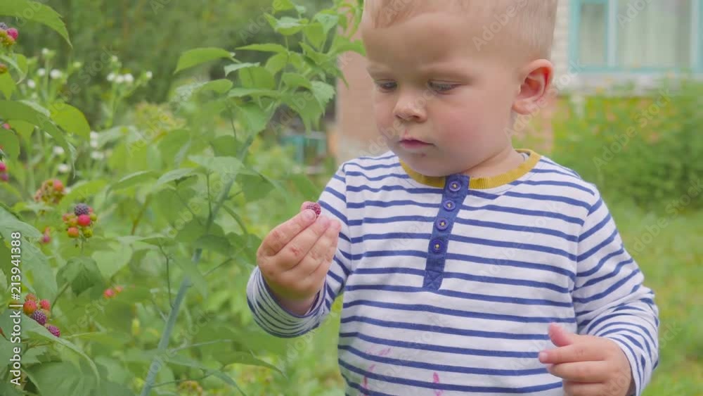 the boy tears raspberries from the bushes and eats it in the garden closeup. 4k the boy tears raspberries from the bushes and eats it in the garden closeup. 4k