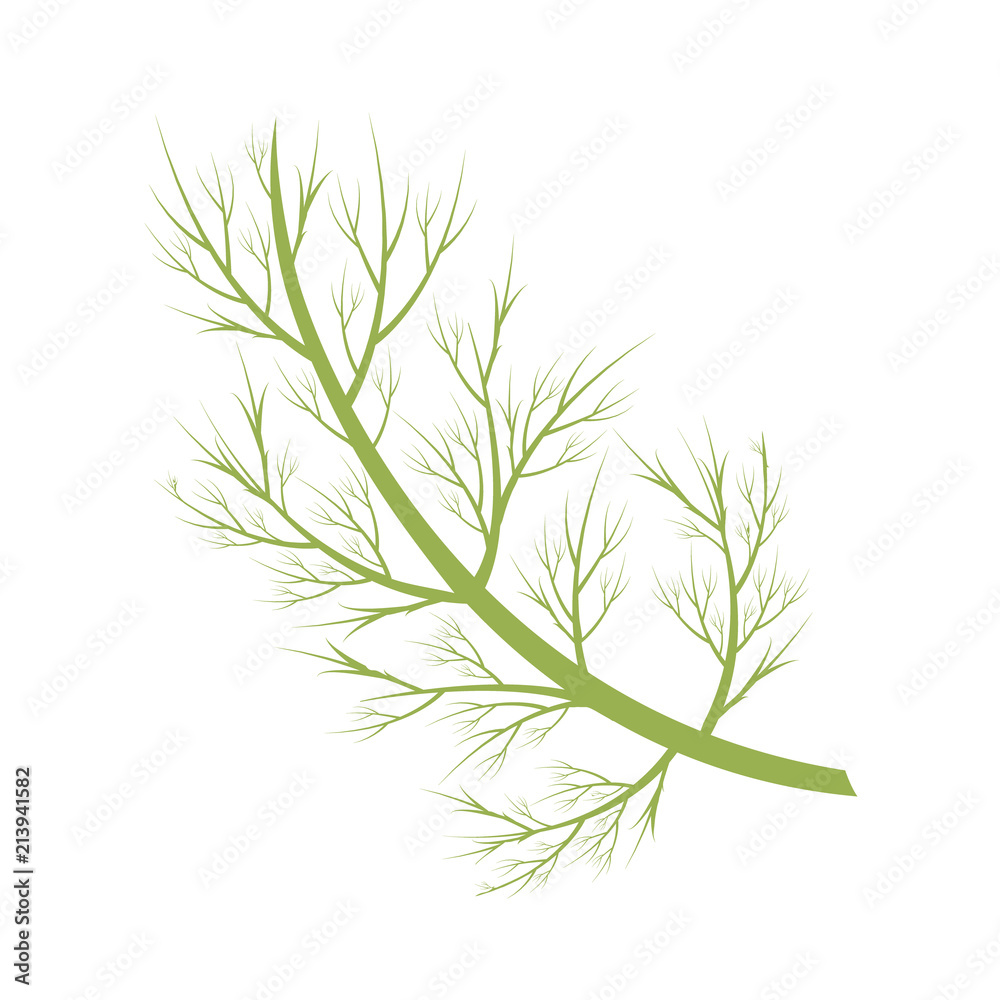 Vector dill illustration isolated in cartoon style. Herbs and Species Series Vector dill illustration isolated in cartoon style. Herbs and Species Series