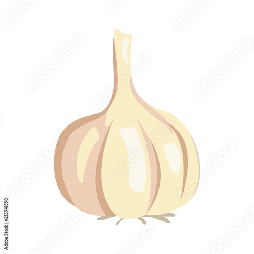 Vector garlic illustration isolated in cartoon style. Herbs and Species Series