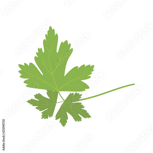 Vector parsley illustration isolated in cartoon style. Herbs and Species Series