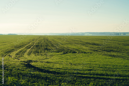 Plowed field in springtime with copy space. Rich green background of field with furrows from plough close up under blue sky. Tree  bushes and industrial pipes on horizon.