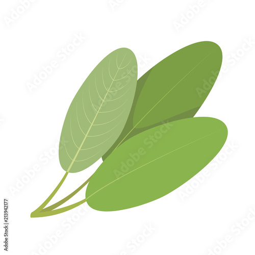 Vector sage illustration isolated in cartoon style. Herbs and Species Series