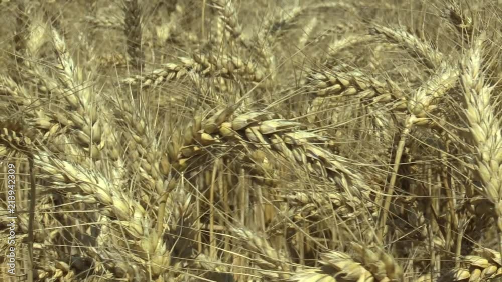 Fields with wheat Triticum durum bio gold mature ear and class, pasta or macaroni wheat, grown extensively as grain harvest detail, livestock feed, food for healthy eating, such as pasta, semolina Fields with wheat Triticum durum bio gold mature ear and class, pasta or macaroni wheat, grown extensively as grain harvest detail, livestock feed, food for healthy eating, such as pasta, semolina
