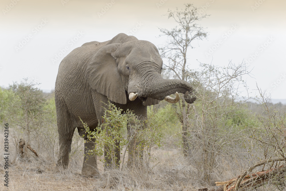 Obraz premium African Elephant (Loxodonta africana) eating from acacia, Kruger national park, South Africa.
