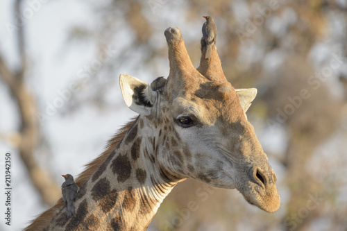 Giraffe (Giraffa camelopardalis) with a Red-billed Oxpecker (Buphagus erythrorhynchus) on its head, Kruger National Park, South Africa © andreanita