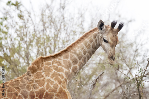 Fototapeta Naklejka Na Ścianę i Meble -  Young Giraffe (Giraffa camelopardalis) feeding, Kruger National Park, South Africa