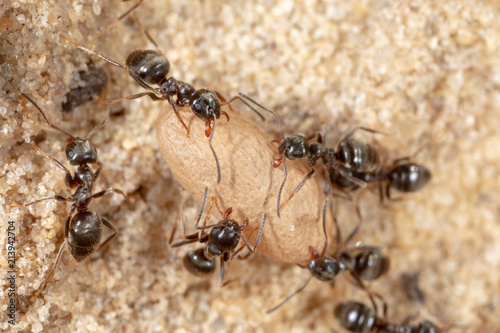 Ants and formic eggs in nature
