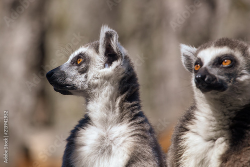 Portrait of a lemur at the zoo