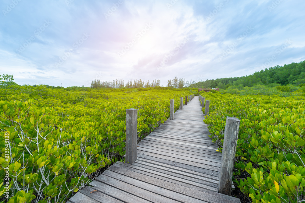 Mangroves inTung Prong Thong or Golden Mangrove Field at Estuary Pra Sae, Rayong, Thailand