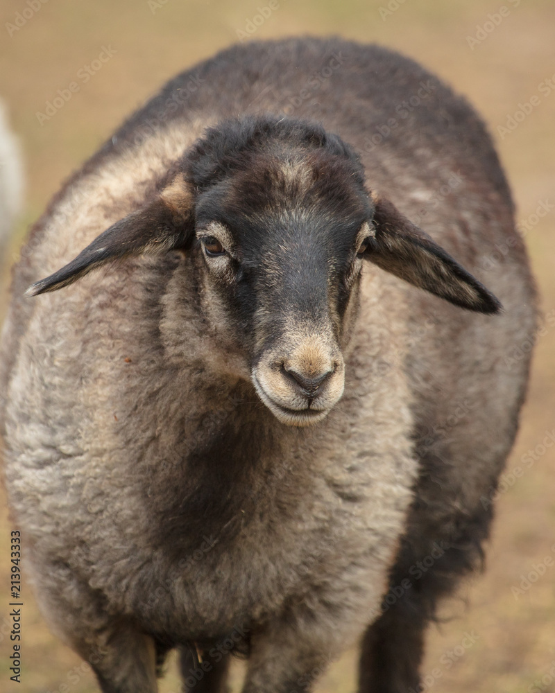 Fototapeta premium Portrait of a ram in a pasture
