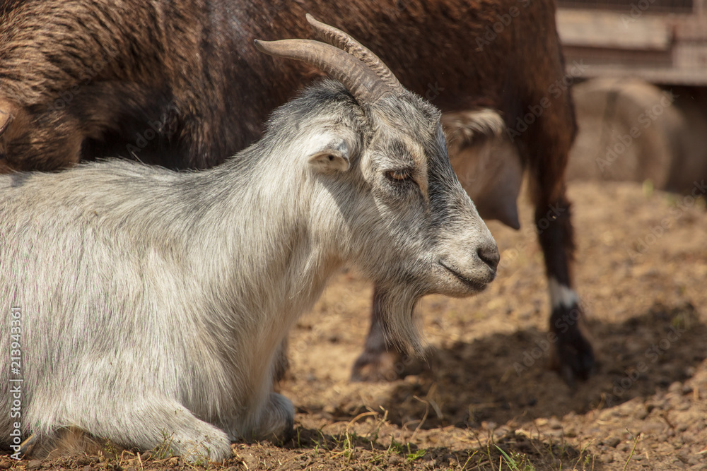 Portrait of a ram in a pasture Portrait of a ram in a pasture