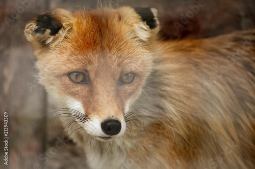 Fox on the fence in the zoo © schankz