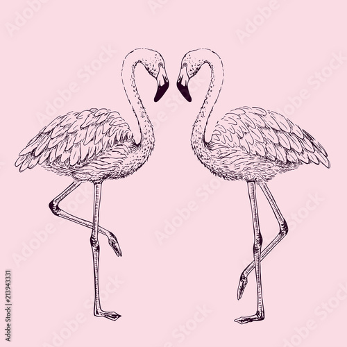 Flamingo sketch vector illustration.