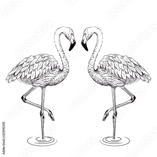 Flamingo sketch vector illustration.