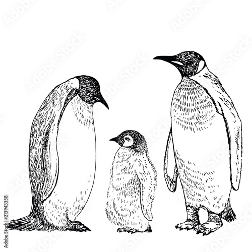 Penguin sketch. Hand drawn vector illustration.