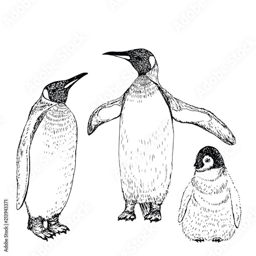 Penguin sketch. Hand drawn vector illustration.