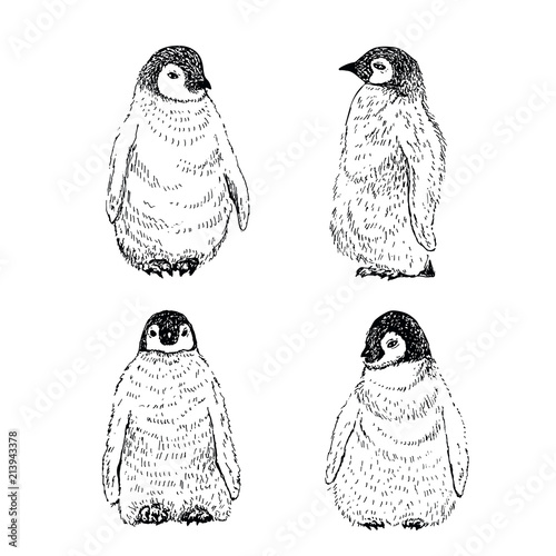 Penguin sketch. Hand drawn vector illustration.