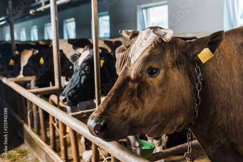 Fototapeta Naklejka Na Ścianę i Meble -  cows standing in row in stable at farm