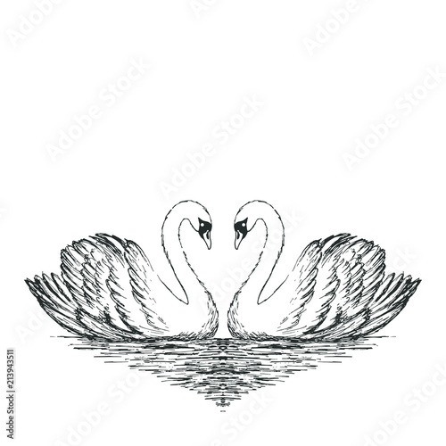 Two swans sketch. Hand drawn vector illustration.