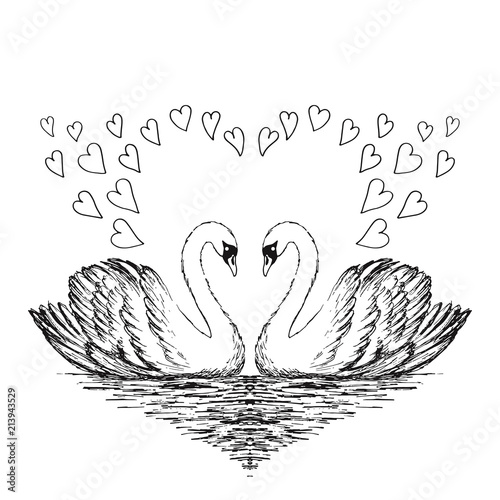 Two swans sketch. Hand drawn vector illustration.