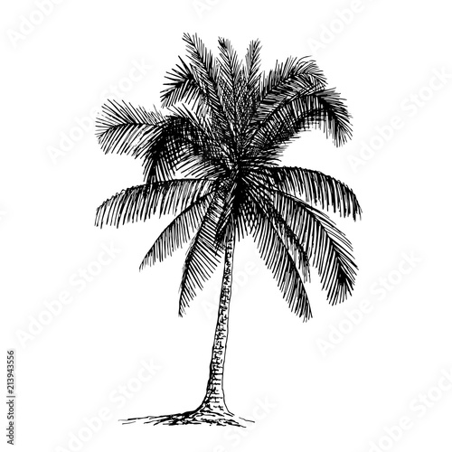 Palm sketch. Hand drawn vector illustration.