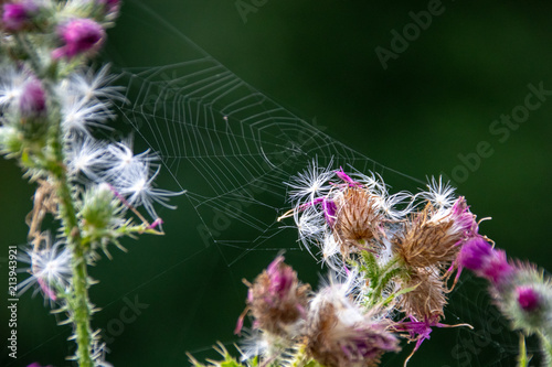 Spiderweb Between Thistles