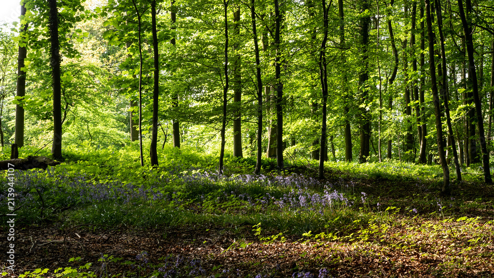 Bluebell carpet under forest in the Cotswolds England Bluebell carpet under forest in the Cotswolds England
