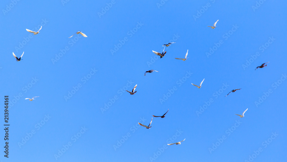 A flock of pigeons in flight against the blue sky A flock of pigeons in flight against the blue sky