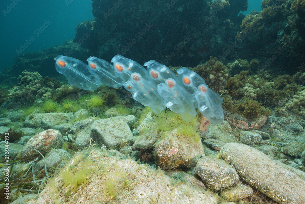 Fototapeta premium Salps underwater creature, planktonic tunicate over the seabed in the Mediterranean sea, Cabo de Gata-Níjar natural park, Almeria, Andalusia, Spain