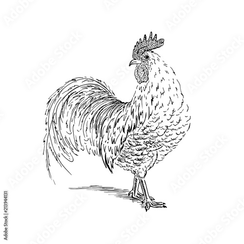 Cock sketch. Hand drawn vector illustration.