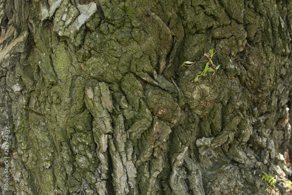 Trunk tree white willow (Salix alba). Detail of tree trunk. Tree bark. Detail of tree bark. old and big Salix albums. Large deciduous tree. Trunk tree white willow (Salix alba). Detail of tree trunk. Tree bark. Detail of tree bark. old and big Salix albums. Large deciduous tree.