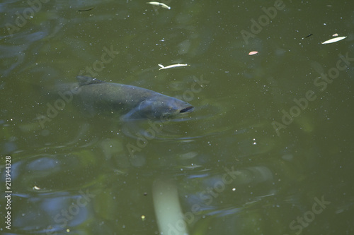 Fish gasp for breath/air. Fish in a pond. Do not aerate the pond. Fish gasp for breath/air in warm water. Waiting for the rain. The need for artificial aerated water. Lack of oxygen. 
