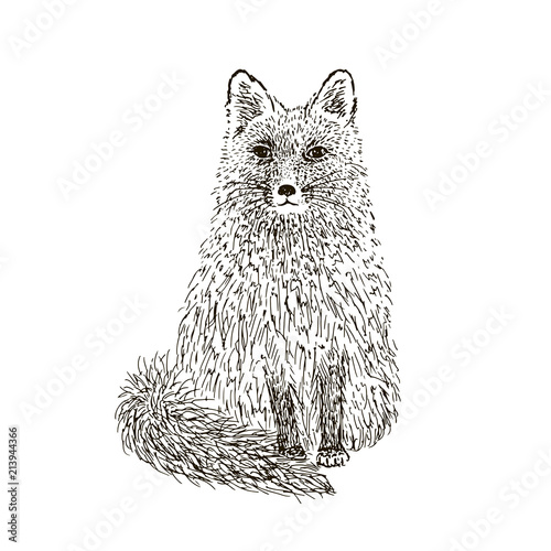 Fox sketch. Hand drawn vector illustration.