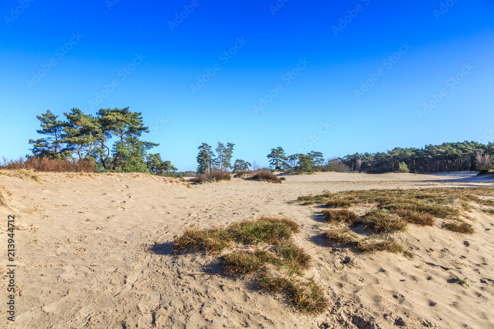 Landscape Soesterduinen in the Dutch province of Utrecht remnant of penultimate Ice Age, Saalien, with sand drift and tree groups of Scots pine, Pinus sylvestris, in an open landscape