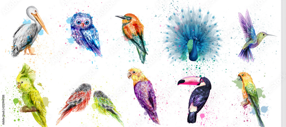 Obraz Akwarela ptaki ustawić wektor. Pawie, sowy, pelikany, papugi, kolekcje ptaków buczących