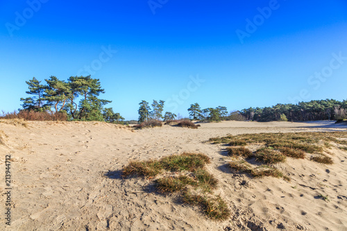 Landscape Soesterduinen in the Dutch province of Utrecht remnant of penultimate Ice Age, Saalien, with sand drift and tree groups of Scots pine, Pinus sylvestris, in an open landscape