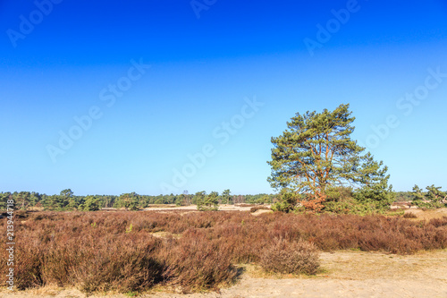 Landscape Soesterduinen in the Dutch province of Utrecht remnant of penultimate Ice Age, Saalien, with sand drift and tree groups of Scots pine, Pinus sylvestris, in an open landscape photo