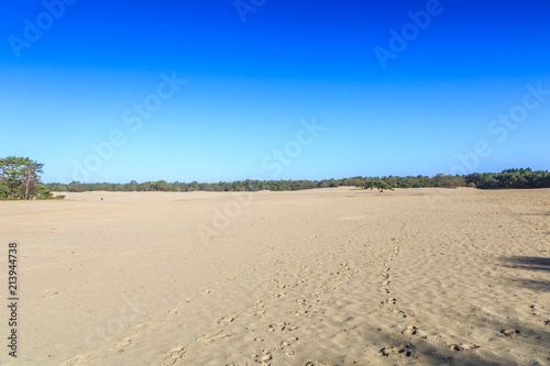 Landscape Soesterduinen in the Dutch province of Utrecht remnant of penultimate Ice Age  Saalien  with sand drift and tree groups of Scots pine  Pinus sylvestris  in an open landscape