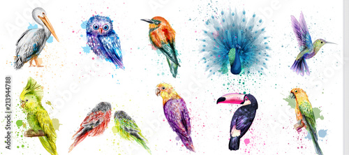 Obraz na płótnie Akwarela ptaki ustawić wektor. Pawie, sowy, pelikany, papugi, kolekcje ptaków buczących