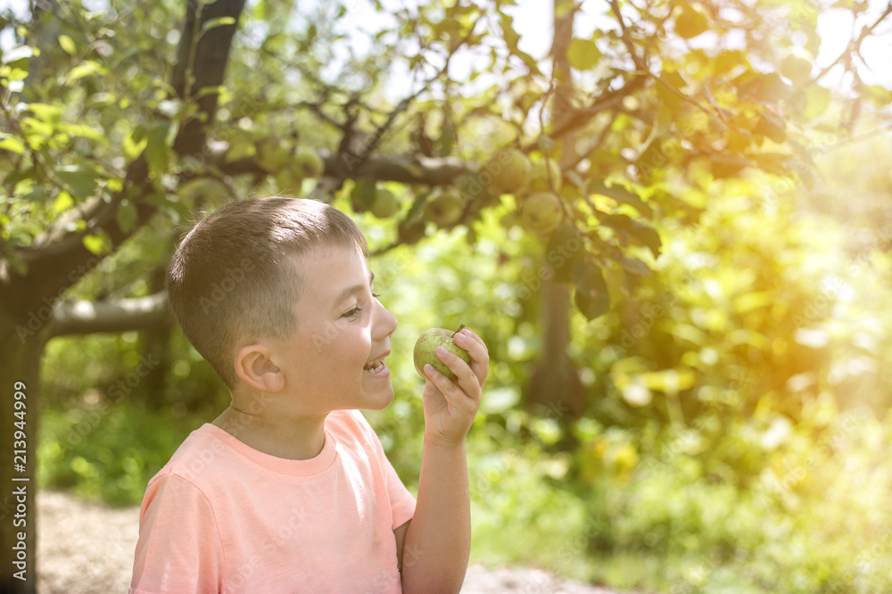 Boy happy about collecting fresh bio apple in a farm Boy happy about collecting fresh bio apple in a farm