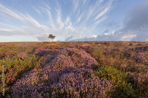 Late Summer Heather on the Quantock Hills