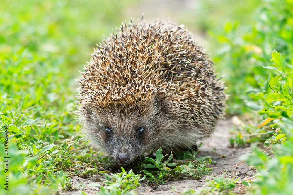 Fototapeta premium hedgehog on the grass