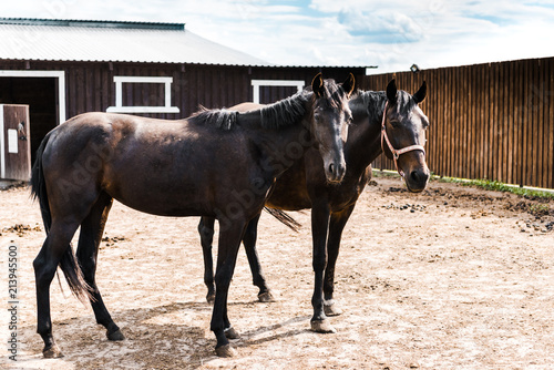 two black horses standing in stable at ranch and looking at camera