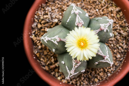 Obraz na płótnie Flower of Star Cactus (Astrophytum Myriostigma) w salonie