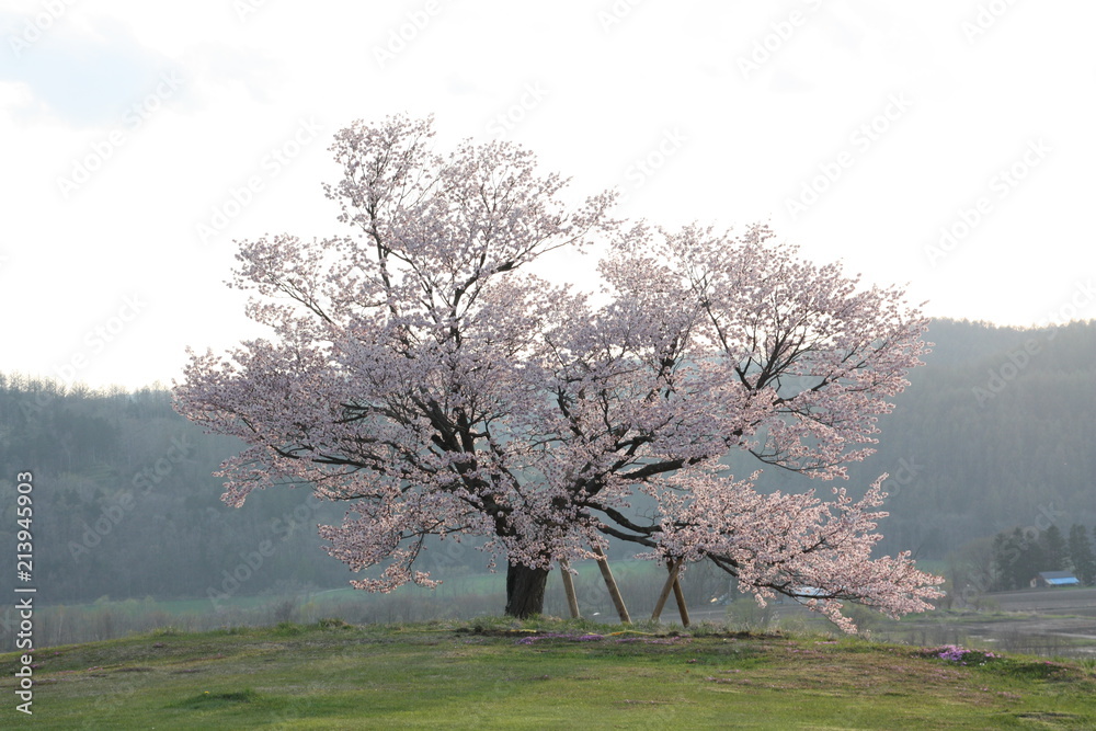 桜の木全景 Stock 写真 | Adobe Stock