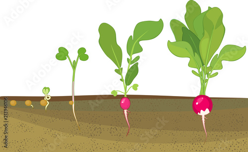 Stages of radish growth from seed and sprout to harvest. Plants showing root structure below ground level on vegetable patch