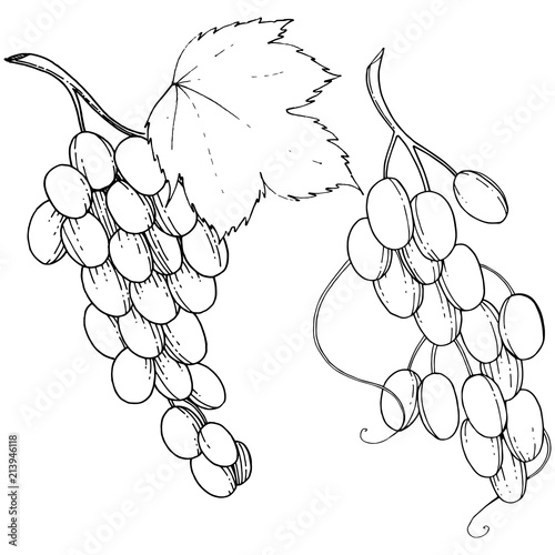 Grape healthy food in a vector style isolated. Full name of the fruit: grape. Vector wild fruit for background, texture, wrapper pattern or menu.