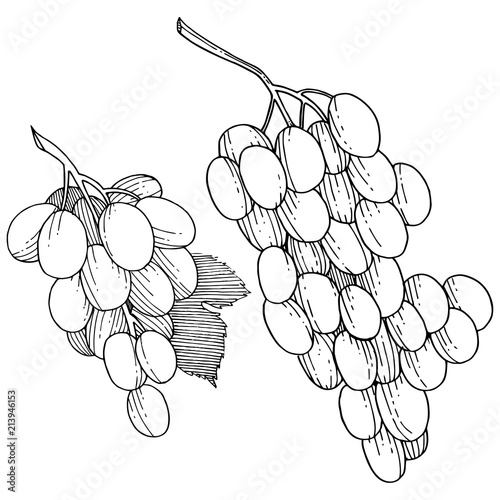 Grape healthy food in a vector style isolated. Full name of the fruit: grape. Vector wild fruit for background, texture, wrapper pattern or menu.